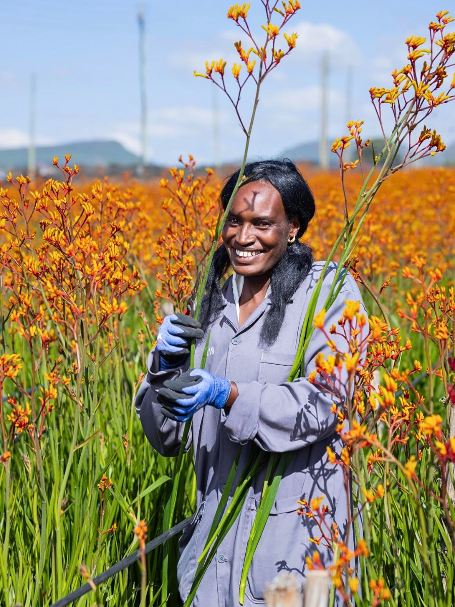 De Ruiter East Africa, Exceptional Africalla, Imani Flowers and Growtech Flowers&rsquo; Kangaroo Paw Collective Initiative to Put Anigozanthos Back Into the Floral Trade Scene.