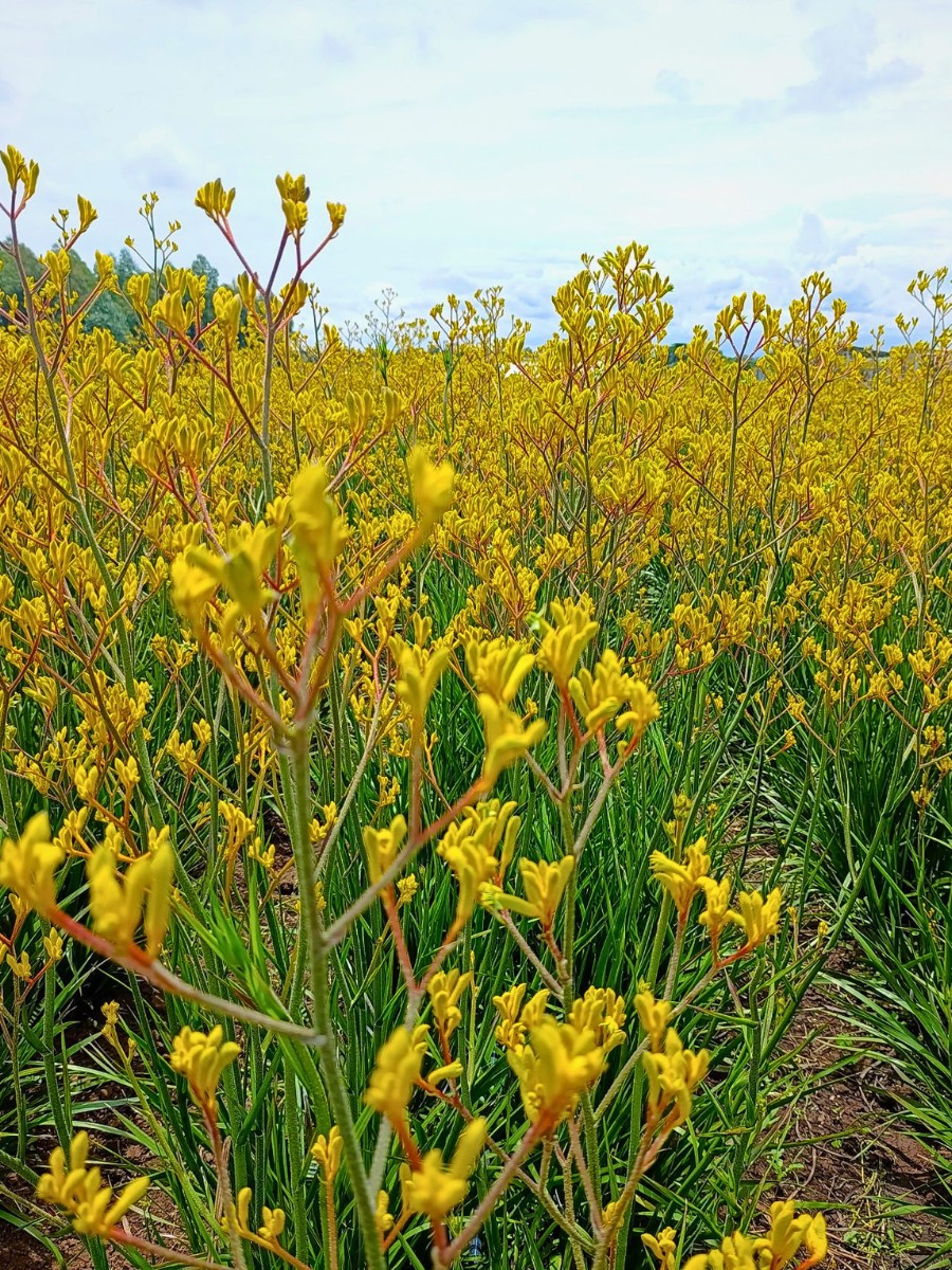 De Ruiter East Africa, Exceptional Africalla, Imani Flowers and Growtech Flowers&rsquo; Kangaroo Paw Collective Initiative to Put Anigozanthos Back Into the Floral Trade Scene.
