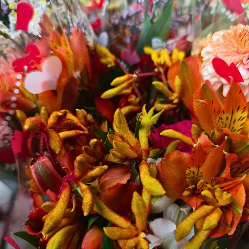De Ruiter East Africa, Exceptional Africalla, Imani Flowers and Growtech Flowers&rsquo; Kangaroo Paw Collective Initiative to Put Anigozanthos Back Into the Floral Trade Scene.