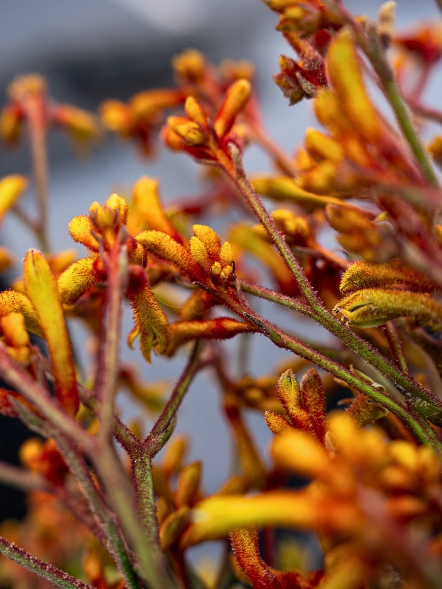 De Ruiter East Africa, Exceptional Africalla, Imani Flowers and Growtech Flowers&rsquo; Kangaroo Paw Collective Initiative to Put Anigozanthos Back Into the Floral Trade Scene.