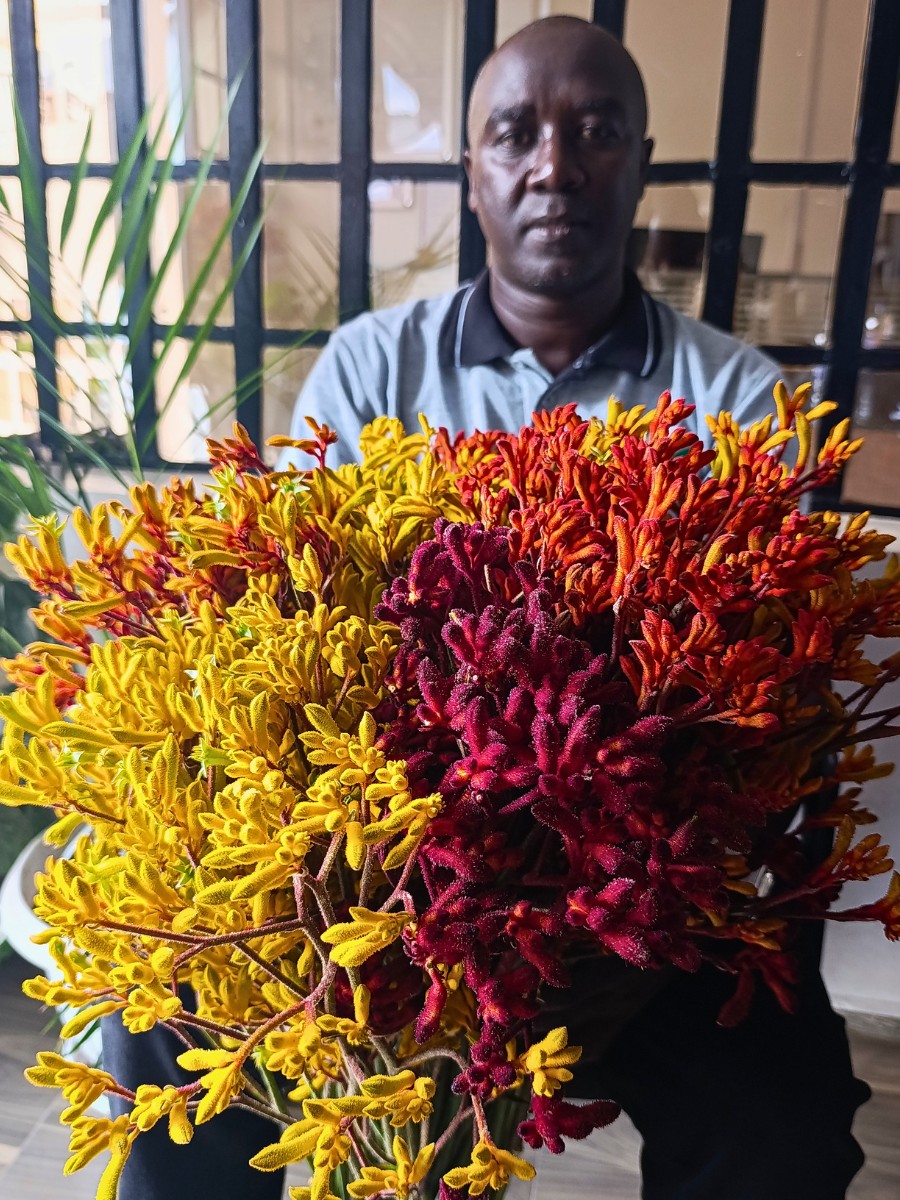 De Ruiter East Africa, Exceptional Africalla, Imani Flowers and Growtech Flowers&rsquo; Kangaroo Paw Collective Initiative to Put Anigozanthos Back Into the Floral Trade Scene.