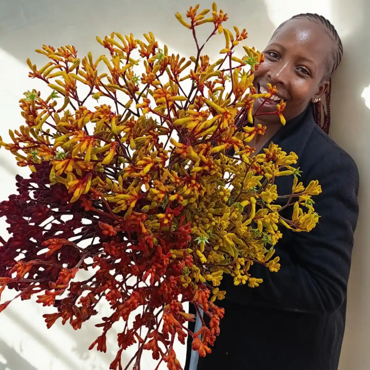 De Ruiter East Africa, Exceptional Africalla, Imani Flowers and Growtech Flowers’ Kangaroo Paw Collective Initiative to Put Anigozanthos Back Into the Floral Trade Scene.