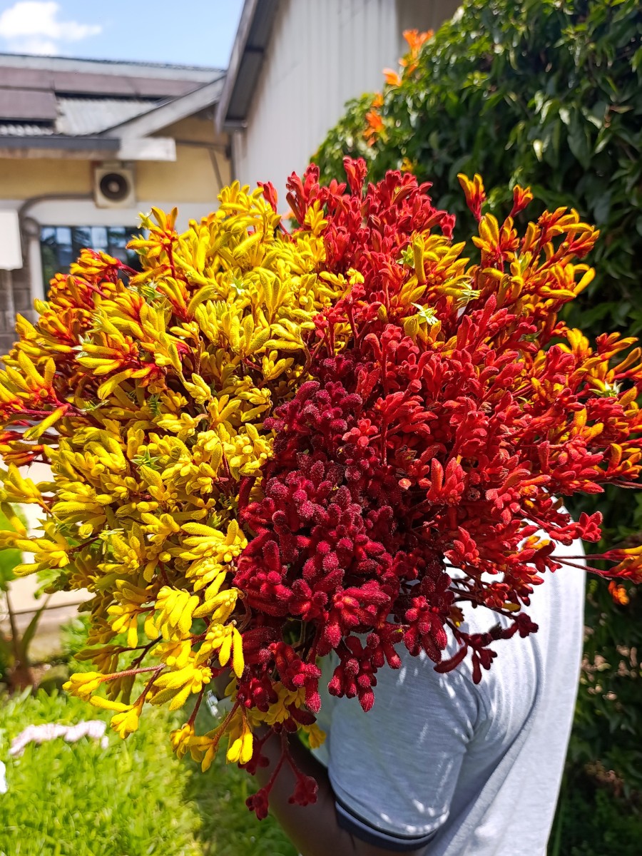 De Ruiter Anigozanthos campaign featured image