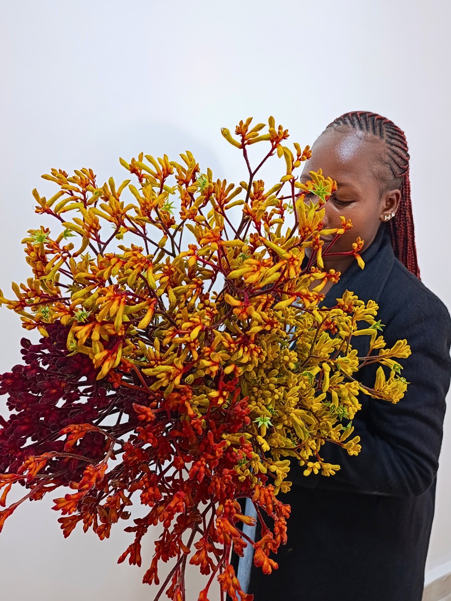 De Ruiter East Africa, Exceptional Africalla, Imani Flowers and Growtech Flowers&rsquo; Kangaroo Paw Collective Initiative to Put Anigozanthos Back Into the Floral Trade Scene.