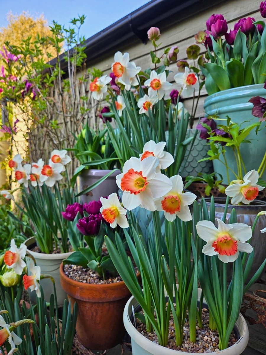 What Flowers Symbolize New Beginnings?