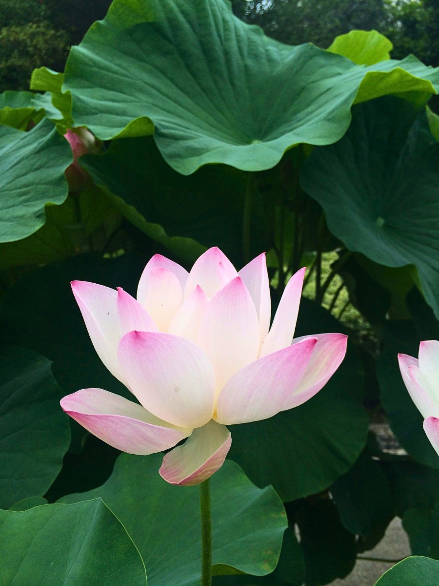Flowers That Symbolize New Beginnings