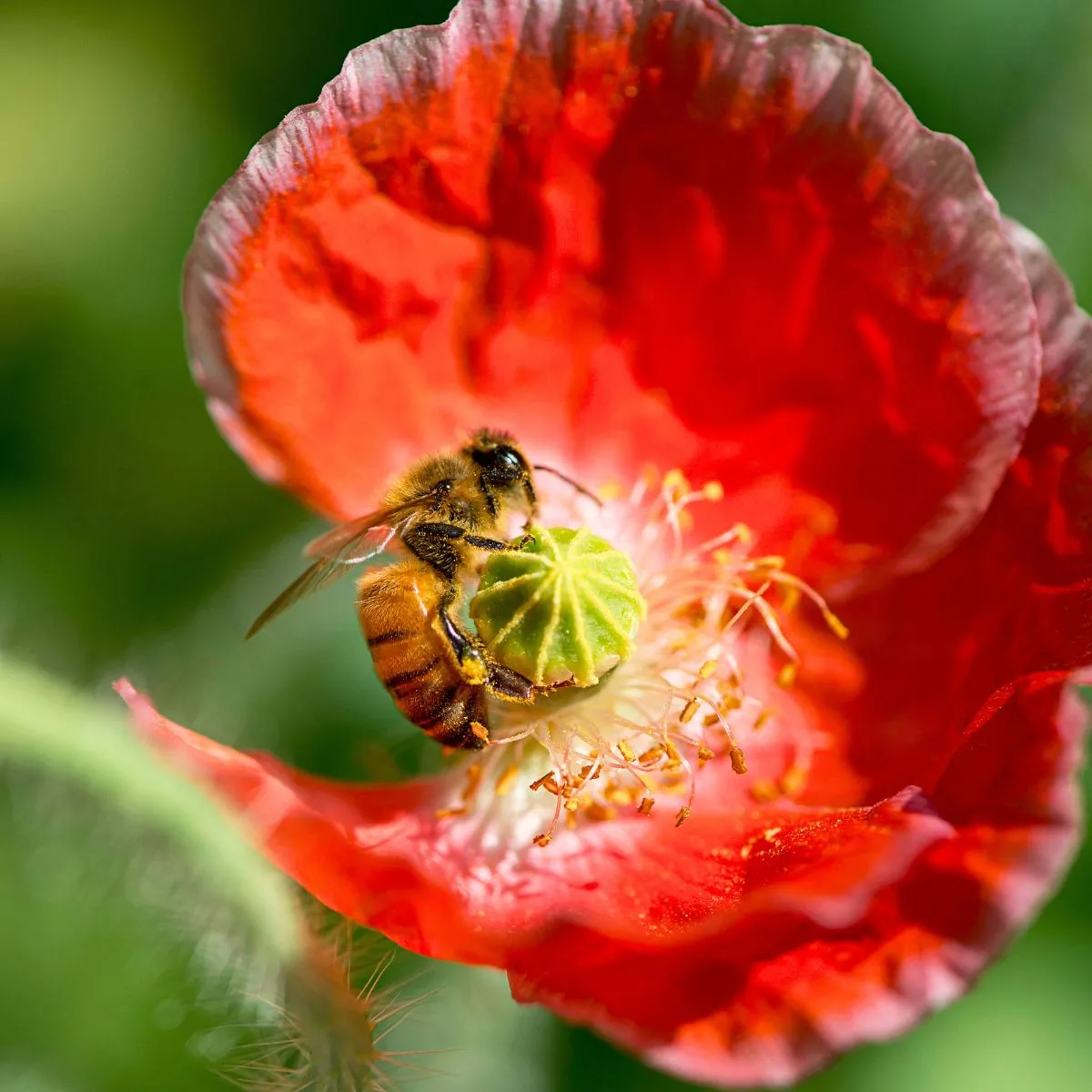Bee pollinating a flower