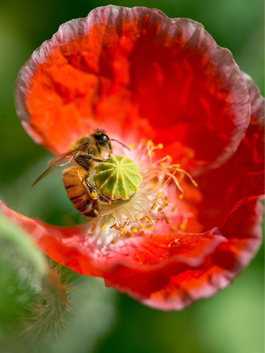 A bee on a red flower pollinating