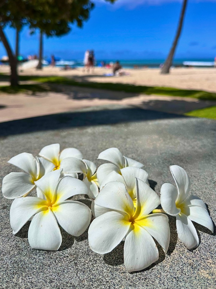 What Flowers Symbolize New Beginnings?
