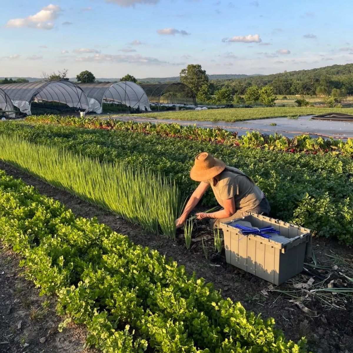 Woman in a farm harvesting crops