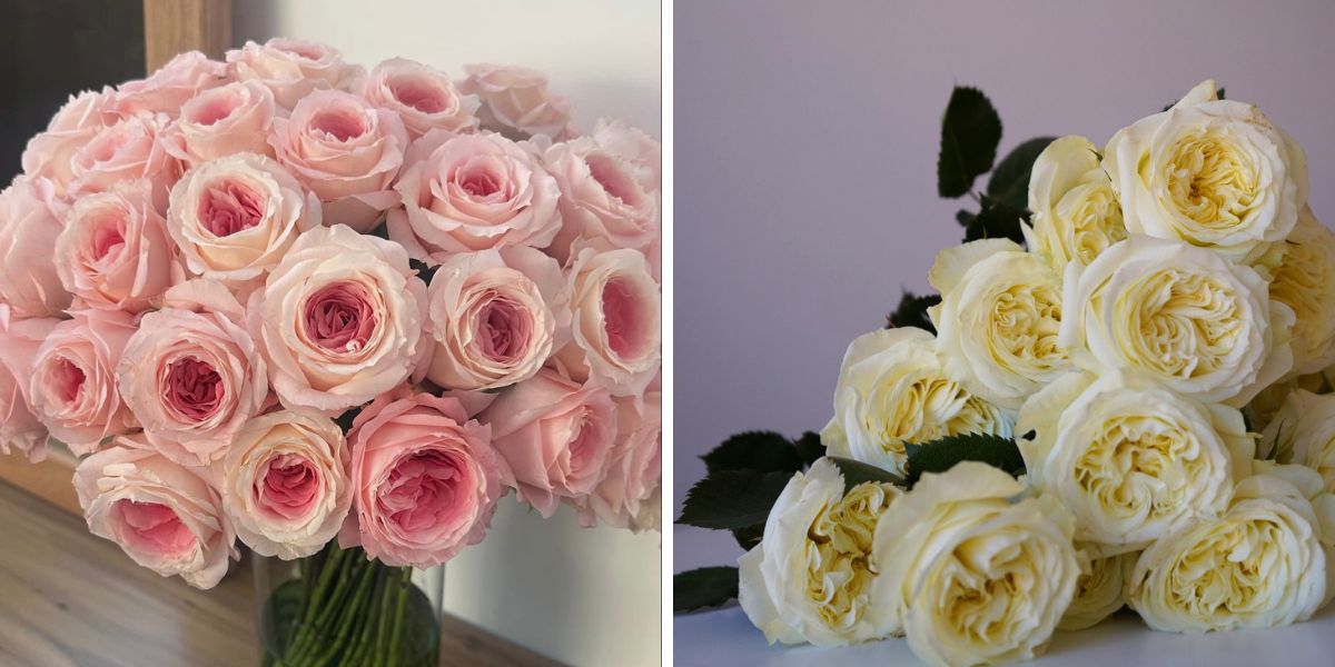 Pink and yellow Mayras roses Pink and yellow Mayras roses
