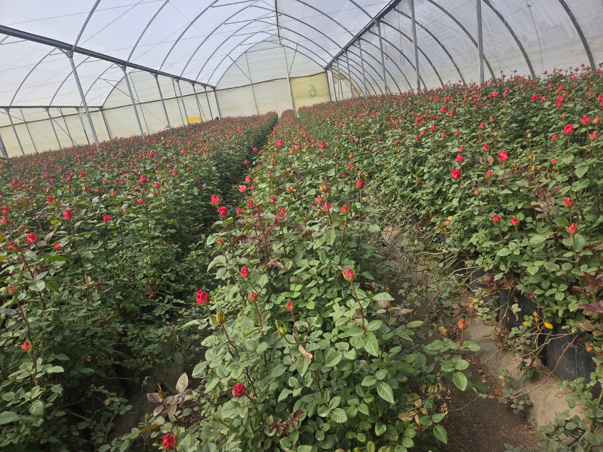 Mona Flowers at IFTEX 2026 &ndash; A Rising Premium Rose Grower Worth Watching