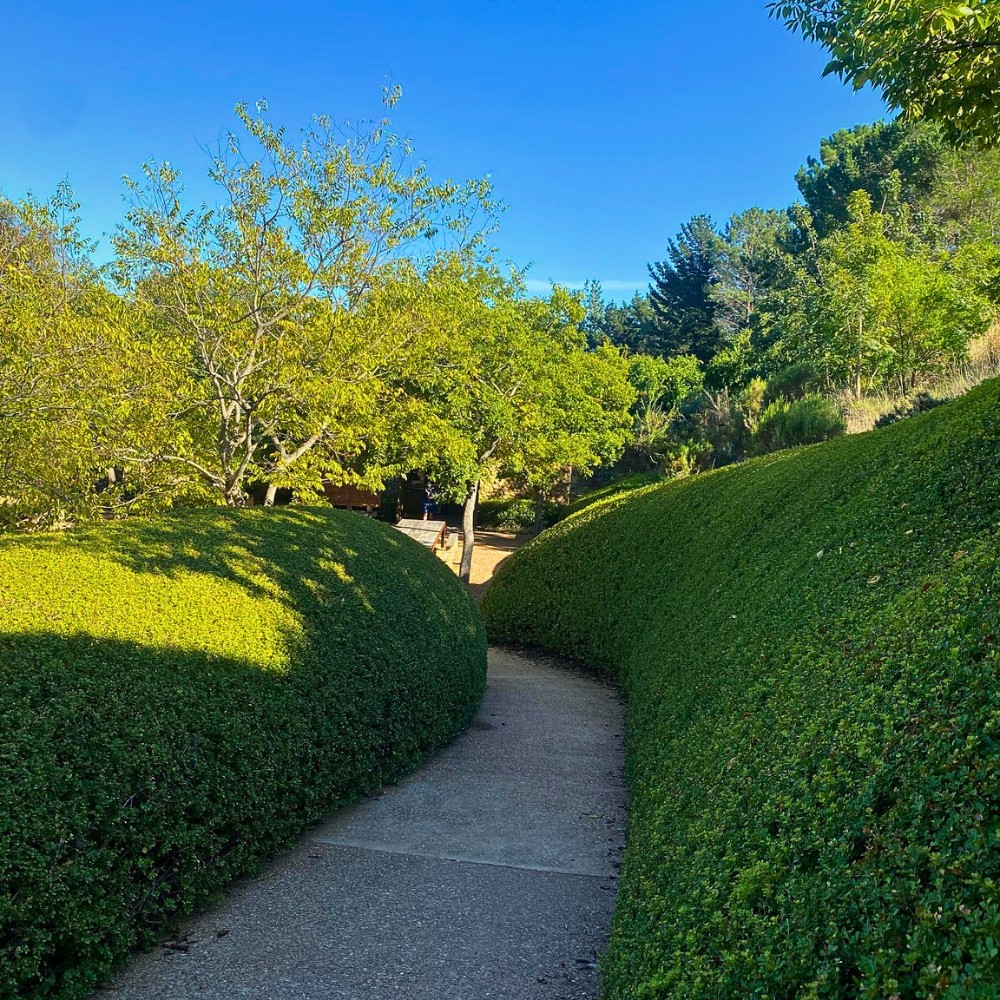 Hedging Plant Ideas You Can Try at Your Home
