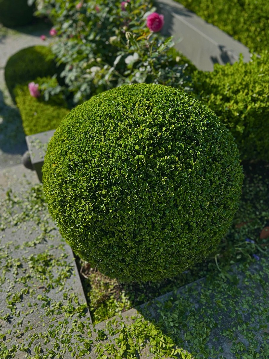 Hedging Plant Ideas You Can Try at Your Home