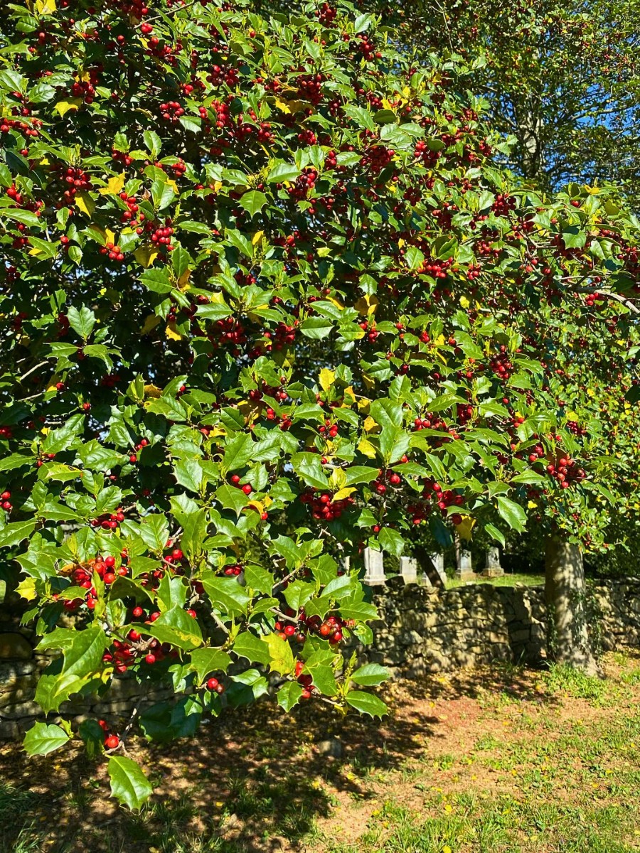 Hedging Plant Ideas You Can Try at Your Home