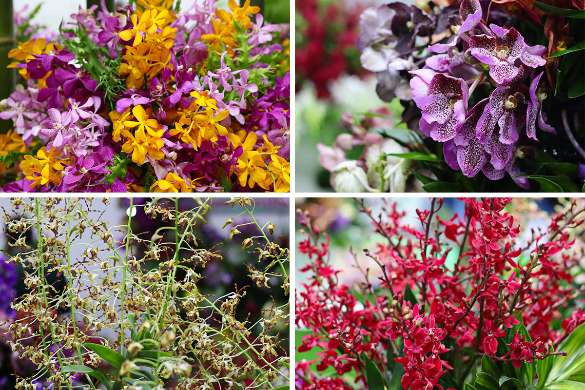 HortEx Thailand 2026 Thai Orchids
