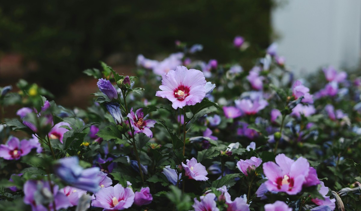 Hedging Plant Ideas You Can Try at Your Home