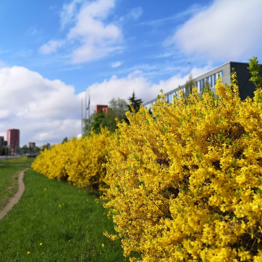 Hedge plant ideas for your home
