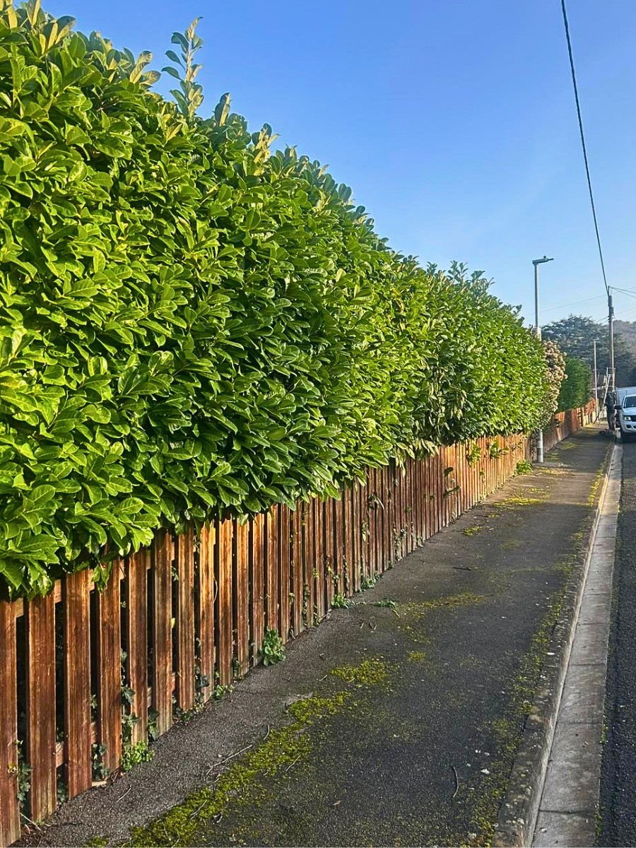 Enhance Your Home With These Hedging Plant Ideas