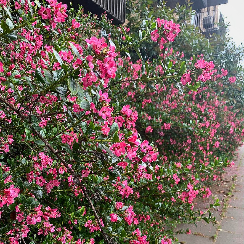 Hedging Plant Ideas You Can Try at Your Home