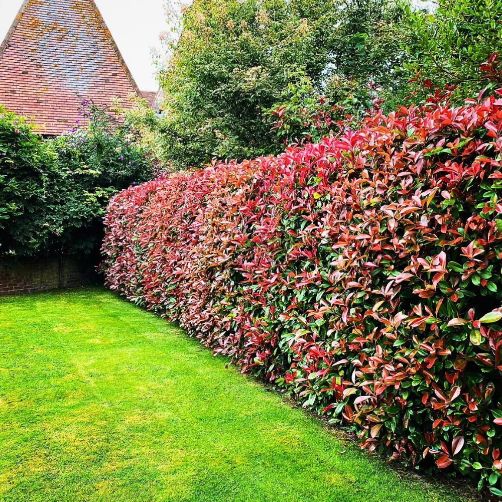 Hedging Plant Ideas You Can Try at Your Home