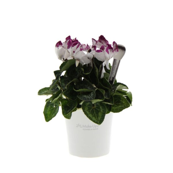 Cyclamen Make-Upz® Glittertopz - Indoor Flowering Plant On Thursd Featured