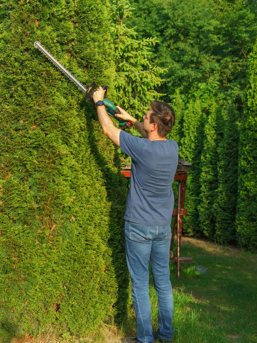 Practical Hedge Plant Ideas for Your Home