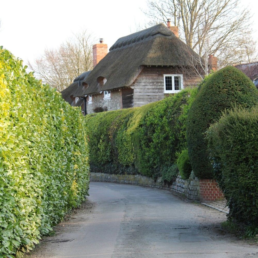 Practical Hedge Plant Ideas for Your Home