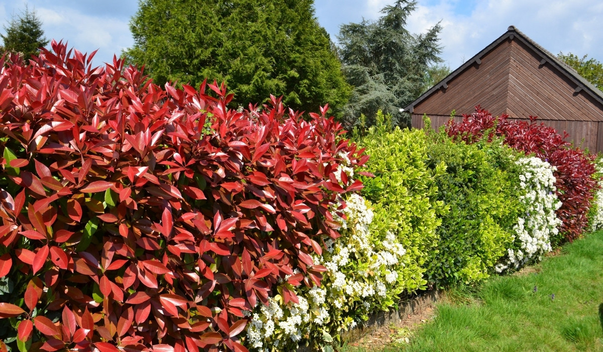 Hedging Plant Ideas You Can Try at Your Home