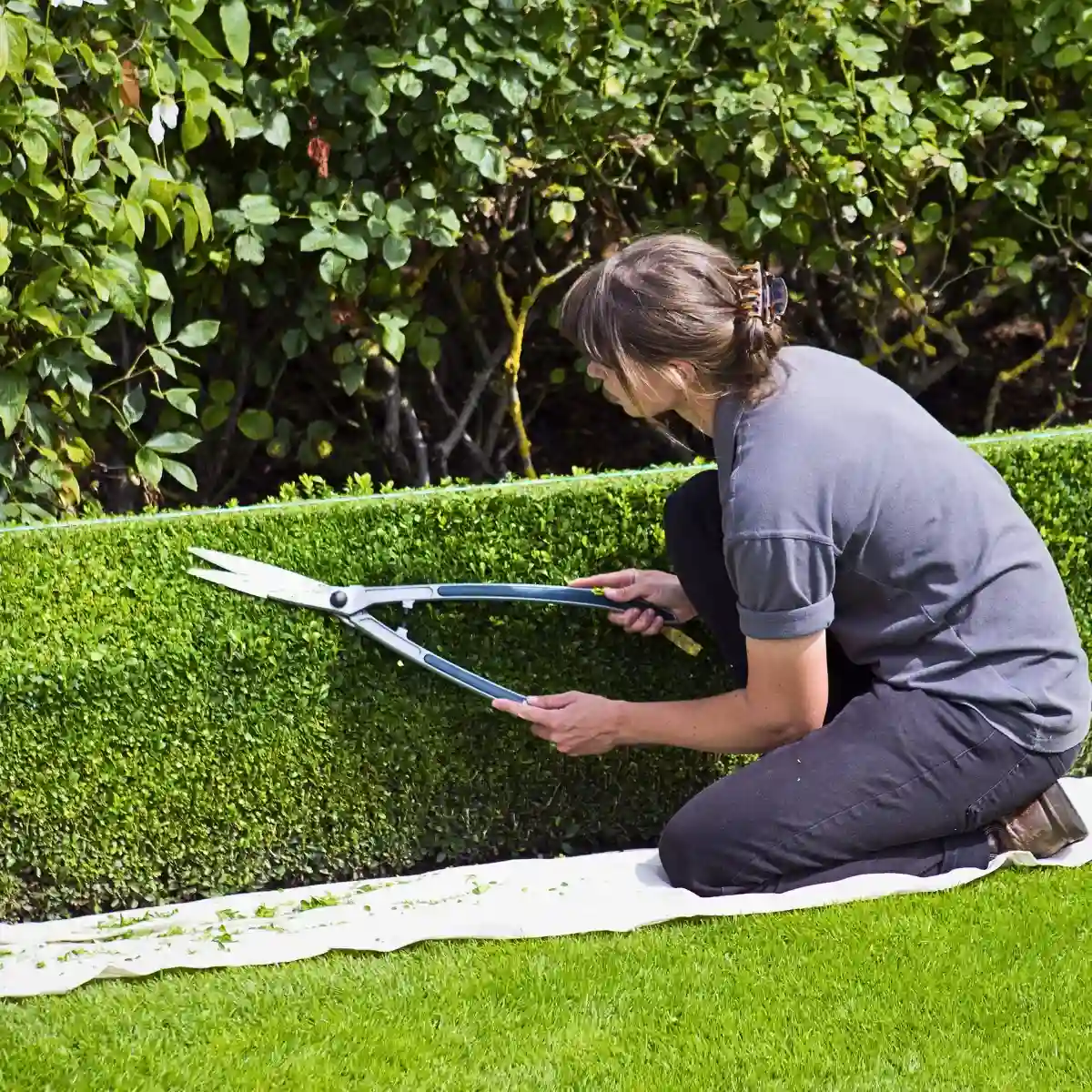 Hedge plant ideas for your home