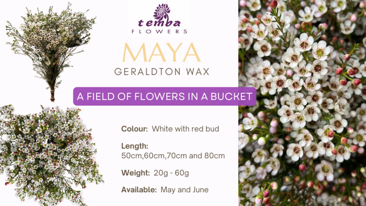 Maya Geraldon Wax by Temba Flowers