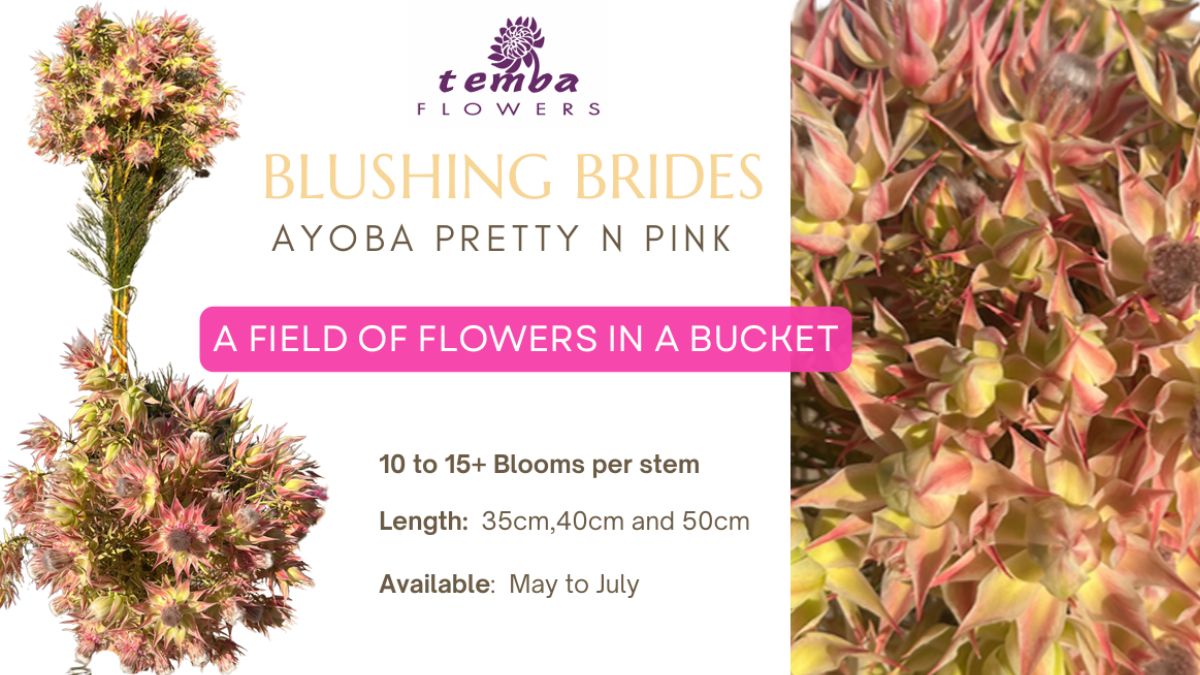 Blushing Brides Ayoba Pretty N Pink by Temba Flowers 