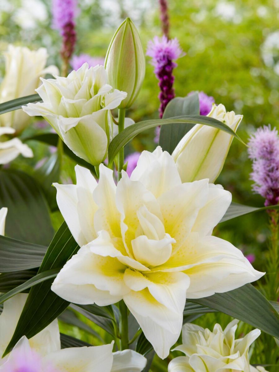 Roselily Irvana by Moerman Lilium