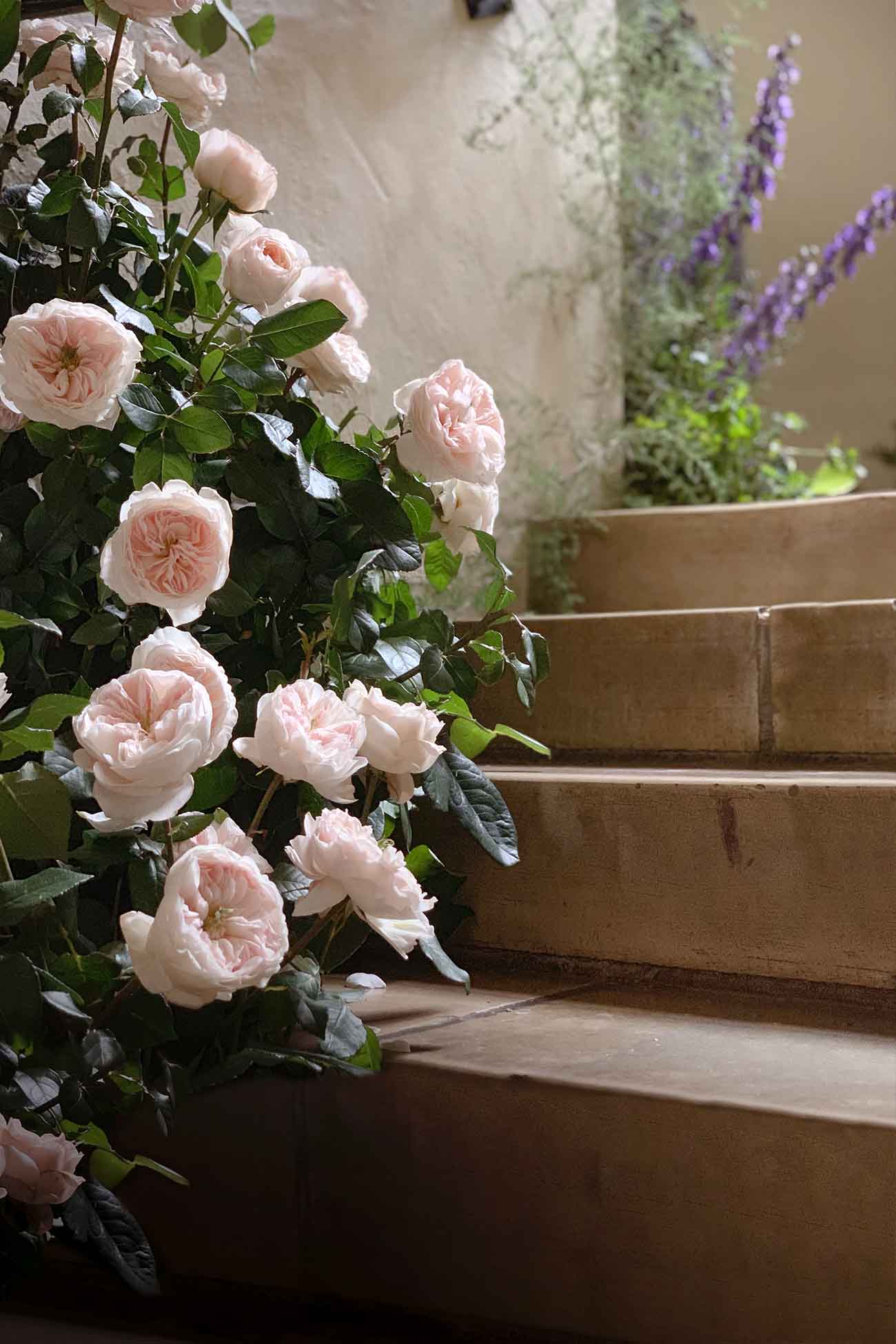 DK Dennis Kneepkens floral design castle garden roses on Thursd