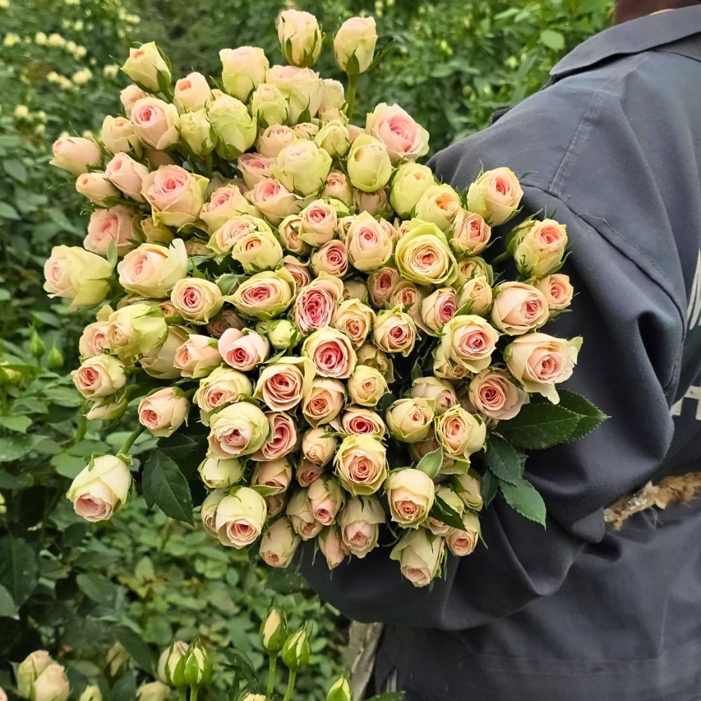 Viking Roses