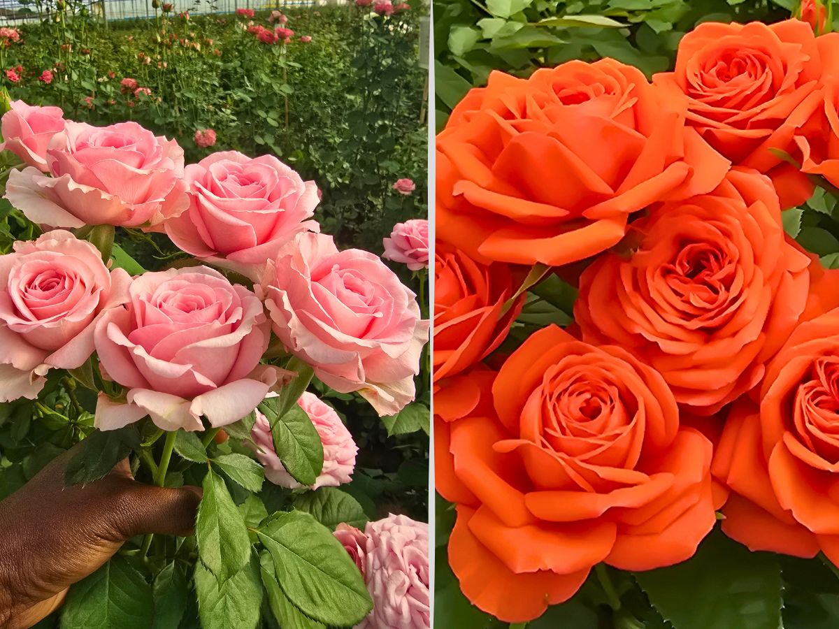 Viking Roses