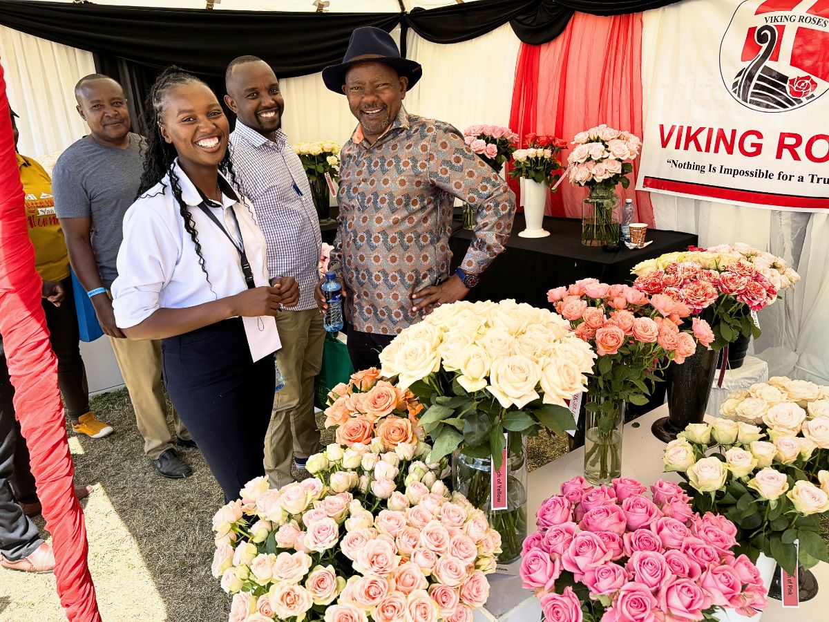 Viking Roses