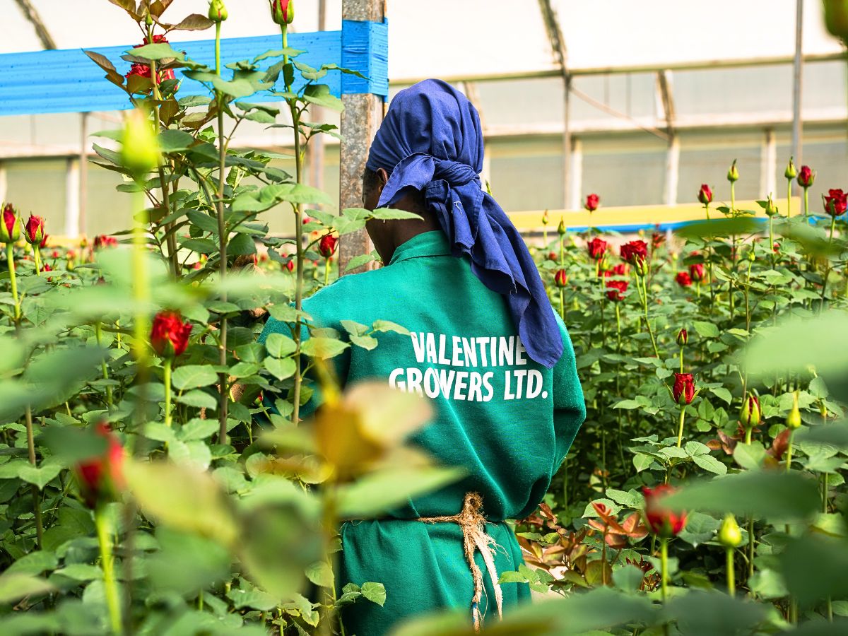 Valentine Growers