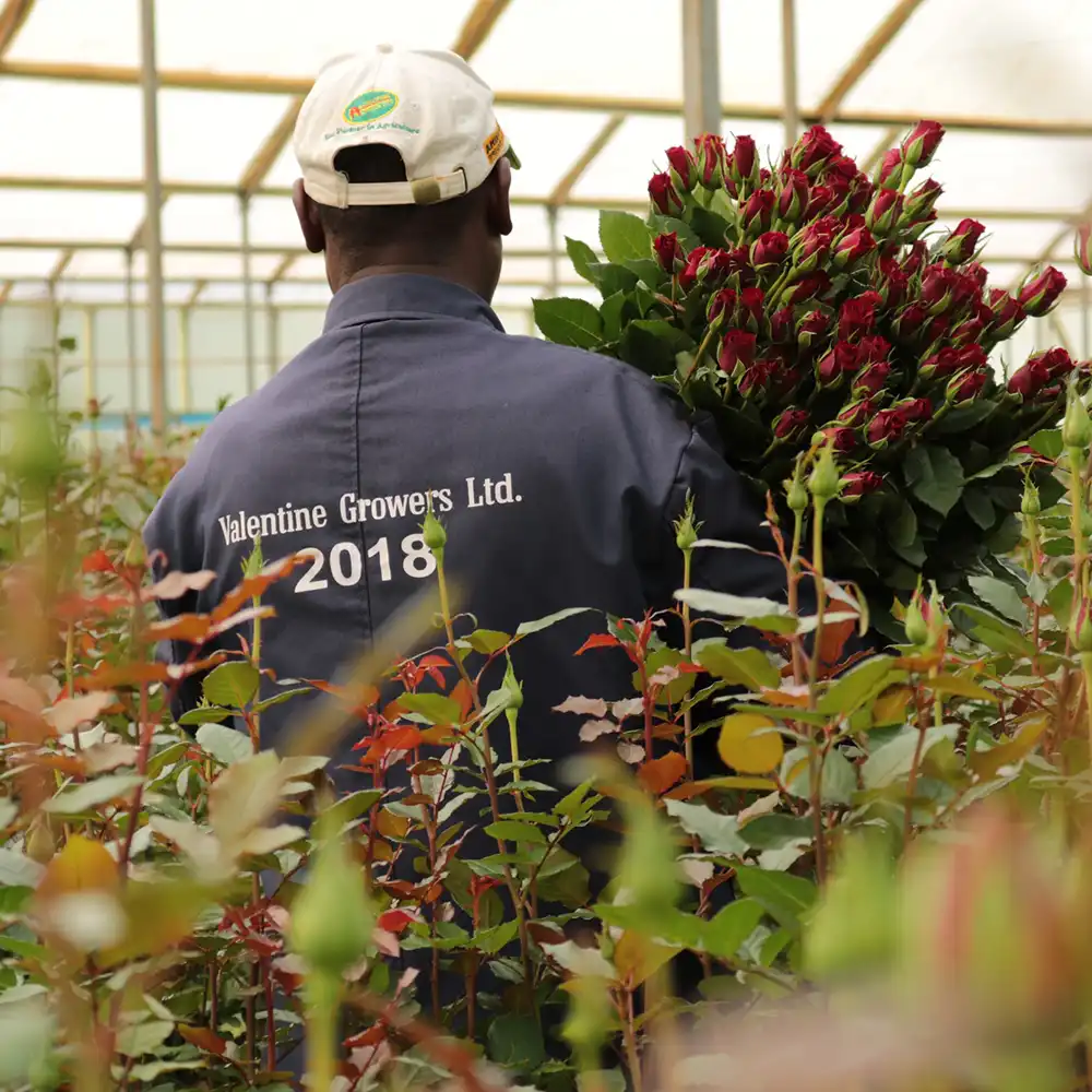 Valentine Growers on Thursd feature