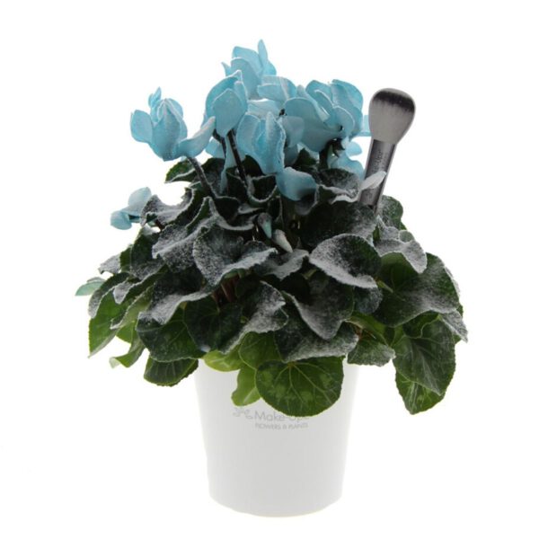 Make-Upz® Snow - Indoor Flowering Plant On Thursd Featured