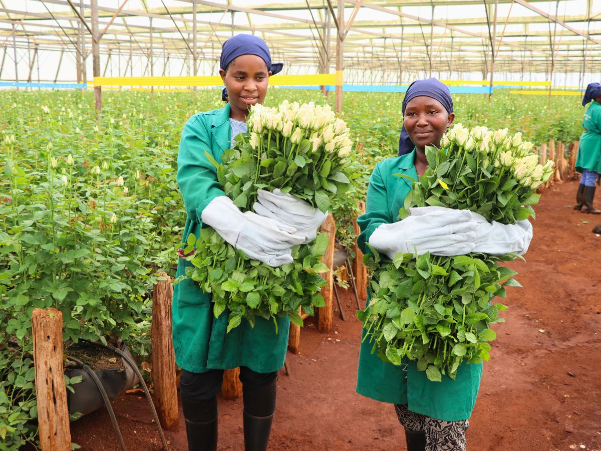 Valentine Growers