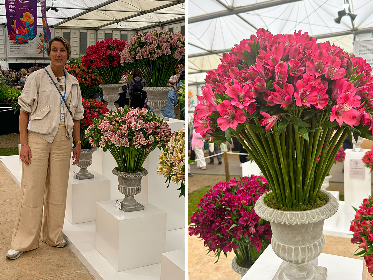 Karolien Tesselaar at RHS Chelsea Alstroemeria Karolien Tesselaar at RHS Chelsea Alstroemeria