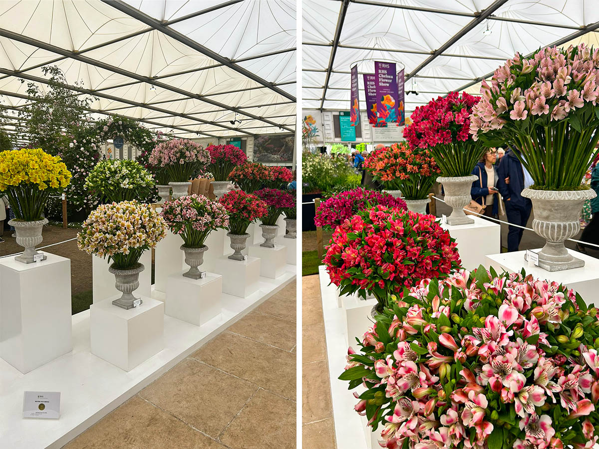RHS Chelsea Alstroemeria display