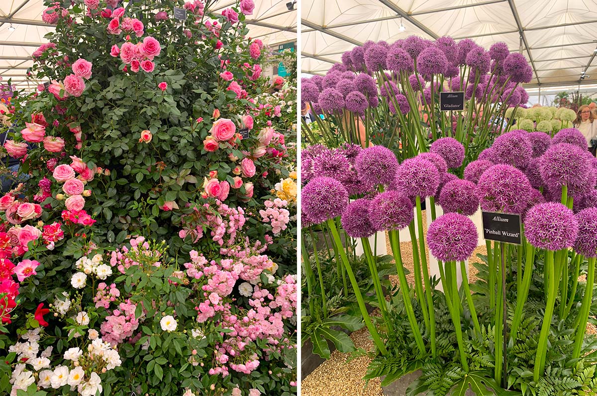 RHS Chelsea roses and alliums