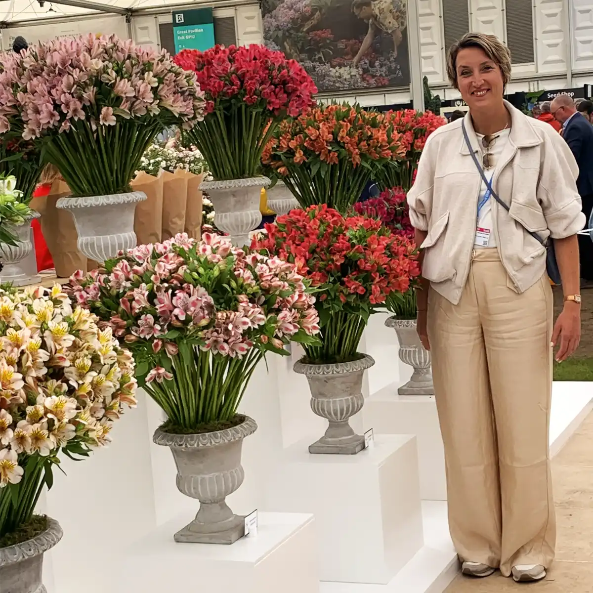 Tesselaar Alstroemeria RHS Chelsea feature