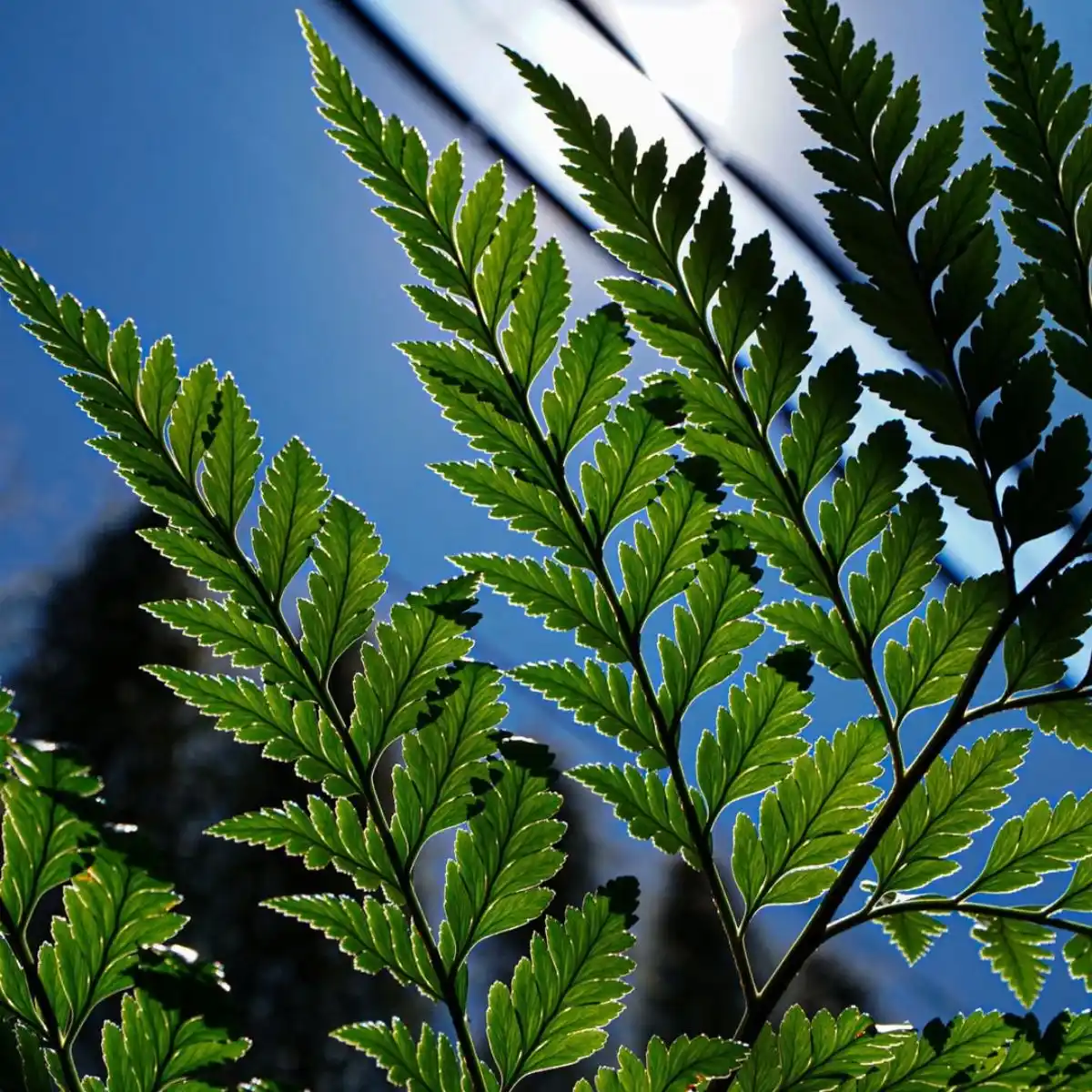 TAK leaves