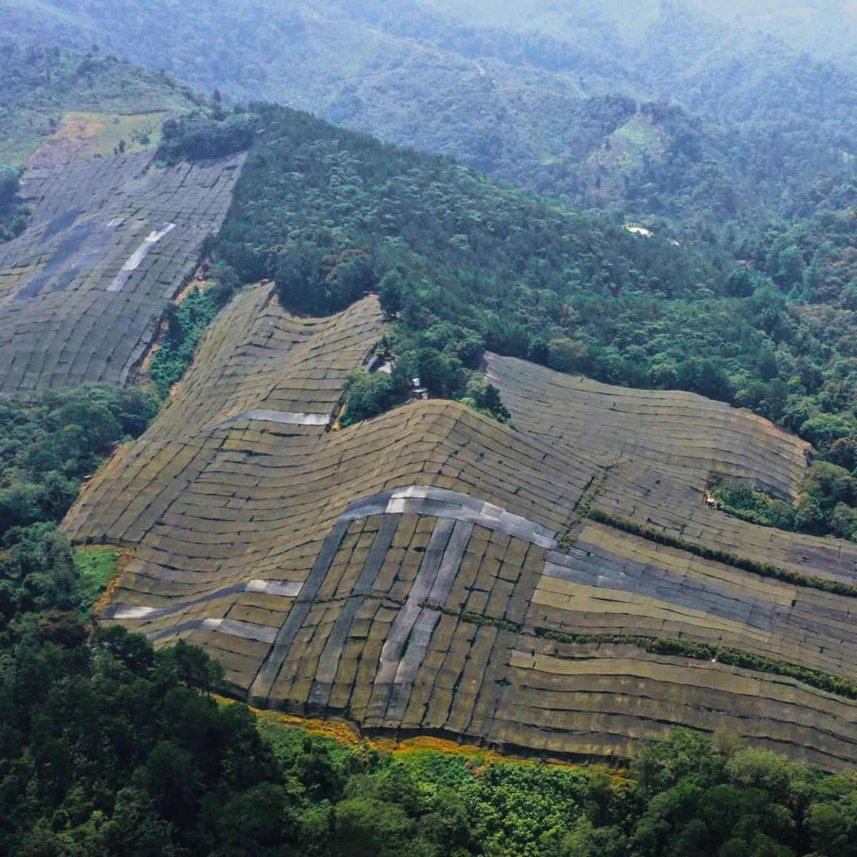 Aerial view of TAK Farms