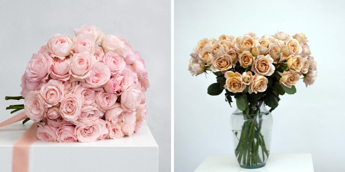 Pink and beige toned spray roses
