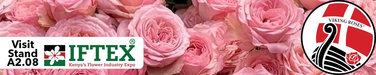 Banner Viking Roses IFTEX Banner Viking Roses IFTEX
