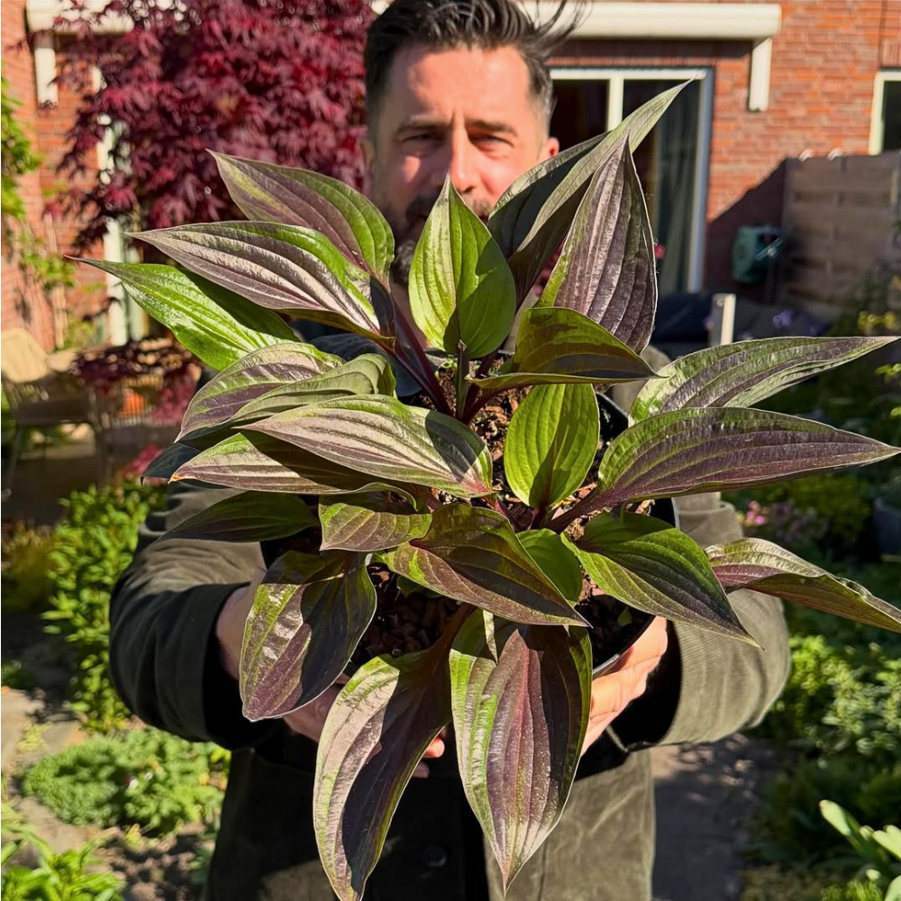 Michael &lsquo;Mr. Plant Geek&rsquo; Perry on the Hosta Red Ninja